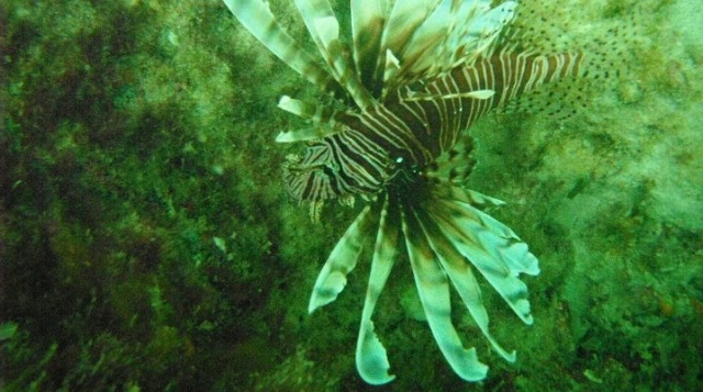  Peixes tropicais 